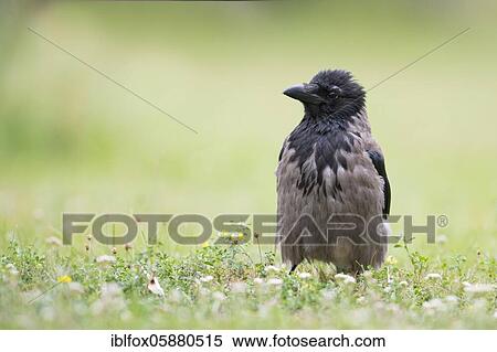 Hooded crow (Corvus cornix), adult on a flower meadow, Vienna, Austria, Europe View Large Photo Image Stock Photography - Hooded crow (Corvus cornix), adult on a flower meadow, Vienna, Austria, Europe. Fotosearch