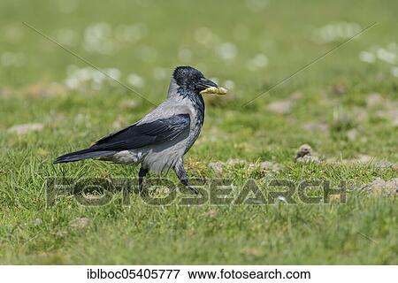 Stock Photo - Hooded crow (Corvus corone cornix), Mecklenburg-Vorpommern, Germany, Europe. Fotosearch