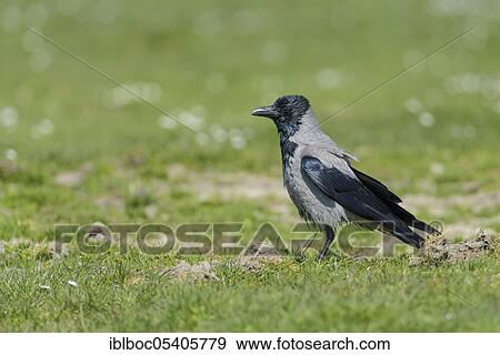 Hooded crow (Corvus corone cornix), Mecklenburg-Vorpommern, Germany, Europe View Large Photo Image Stock Photo - Hooded crow (Corvus corone cornix), Mecklenburg-Vorpommern, Germany, Europe. Fotosearch