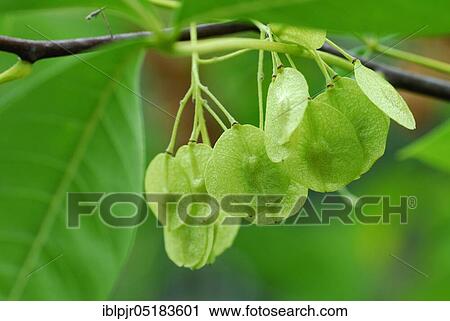 Stock Image - Hop Tree. Fotosearch