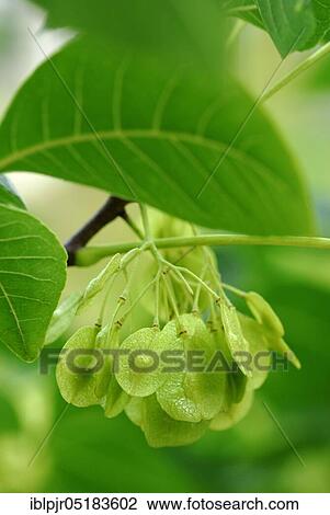 Stock Image - Hop Tree. Fotosearch