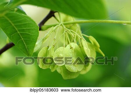 Stock Image - Hop Tree. Fotosearch