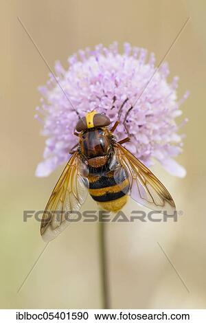 Hornet Mimic Hoverfly (Volucella zonaria), Crete, Greece, Europe View Large Photo Image Stock Image - Hornet Mimic Hoverfly (Volucella zonaria), Crete, Greece, Europe. Fotosearch