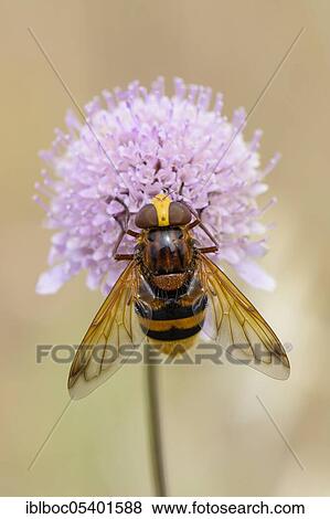 Stock Photo - Hornet Mimic Hoverfly (Volucella zonaria), Crete, Greece, Europe. Fotosearch