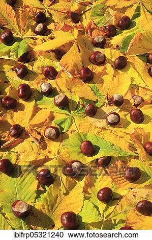 Horse Chestnut ( Aesculus hippocastanum), Chestnut, Switzerland, Europe View Large Photo Image Stock Image - Horse Chestnut ( Aesculus hippocastanum), Chestnut, Switzerland, Europe. Fotosearch