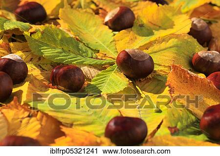 Stock Image - Horse Chestnut ( Aesculus hippocastanum), Chestnut, Switzerland, Europe. Fotosearch