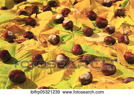 Stock Photo - Horse Chestnut ( Aesculus hippocastanum), Chestnut, Switzerland, Europe. Fotosearch