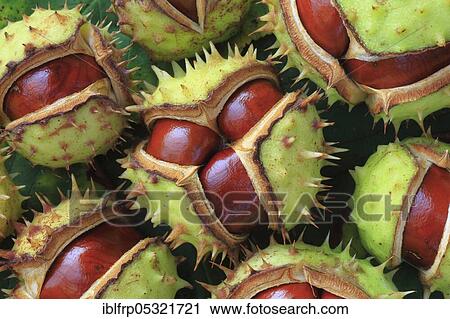 Stock Image - Horse chestnuts ( Aesculus hippocastanum), Switzerland, Europe. Fotosearch