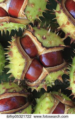 Horse chestnuts ( Aesculus hippocastanum), Switzerland, Europe View Large Photo Image Stock Image - Horse chestnuts ( Aesculus hippocastanum), Switzerland, Europe. Fotosearch