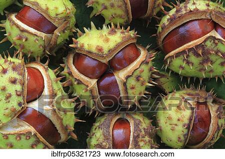 Horse chestnuts ( Aesculus hippocastanum), Switzerland, Europe View Large Photo Image Stock Image - Horse chestnuts ( Aesculus hippocastanum), Switzerland, Europe. Fotosearch