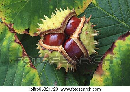 Stock Image - Horse chestnuts, Switzerland ( Aesculus hippocastanum), Chestnut. Fotosearch