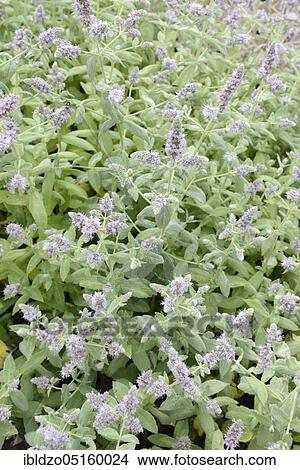 Horse mint (Mentha longifolia), Longleaf mint (Mentha longifolia) View Large Photo Image Picture - Horse mint (Mentha longifolia), Longleaf mint (Mentha longifolia). Fotosearch