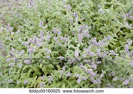 Horse mint (Mentha longifolia), Longleaf mint (Mentha longifolia) View Large Photo Image Stock Photography - Horse mint (Mentha longifolia), Longleaf mint (Mentha longifolia). Fotosearch