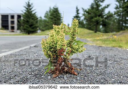 Stock Image - Horse sorrel (Rumex confertus), Gedrungen dock, pavement, Iceland, Europe. Fotosearch