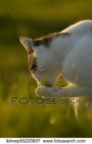 House cat brushes its paw View Large Photo Image Stock Photo - House cat brushes its paw. Fotosearch
