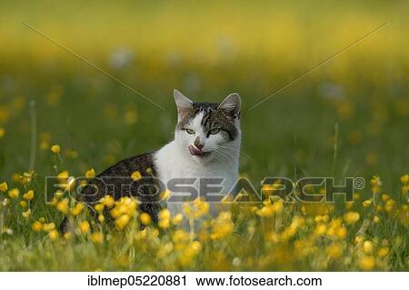 Stock Image - House cat in flower meadow. Fotosearch