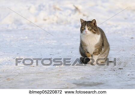 House cat in snow View Large Photo Image Stock Image - House cat in snow. Fotosearch