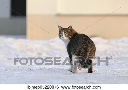 Stock Photograph - House cat in snow. Fotosearch