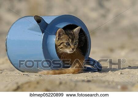House cat, kitten in old blue watering can View Large Photo Image Stock Photo - House cat, kitten in old blue watering can. Fotosearch