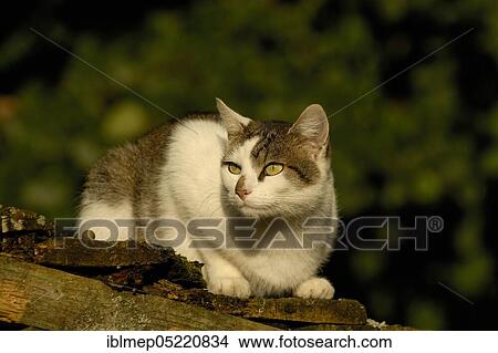 House cat on the roof of a woodshed View Large Photo Image Picture - House cat on the roof of a woodshed. Fotosearch