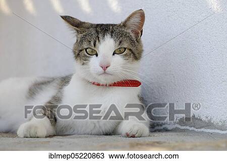 House cat with collar View Large Photo Image Stock Image - House cat with collar. Fotosearch