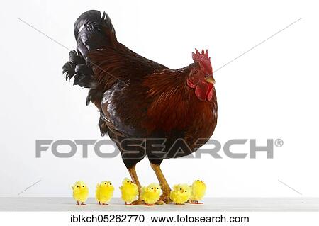 Stock Image - House cock, dwarf cock with plush Easter chick, dwarf chicken, plush Easter chick. Fotosearch