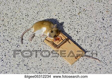 Picture - House mouse (Mus musculus), mouse in mousetrap, with bacon you catch mice. Fotosearch