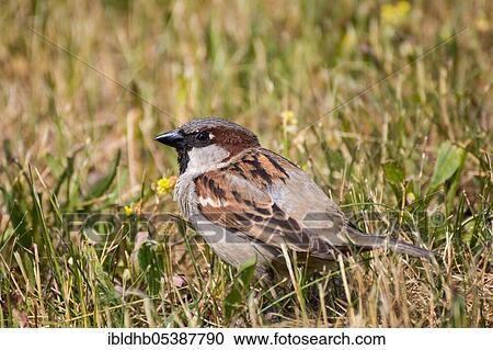 House sparrow (Passer domesticus), Zingst, Mecklenburg-Western Pomerania, Germany, Europe View Large Photo Image Stock Image - House sparrow (Passer domesticus), Zingst, Mecklenburg-Western Pomerania, Germany, Europe. Fotosearch