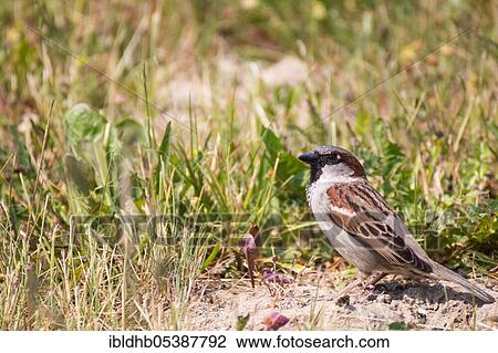 House sparrow (Passer domesticus), Zingst, Mecklenburg-Western Pomerania, Germany, Europe View Large Photo Image Stock Image - House sparrow (Passer domesticus), Zingst, Mecklenburg-Western Pomerania, Germany, Europe. Fotosearch
