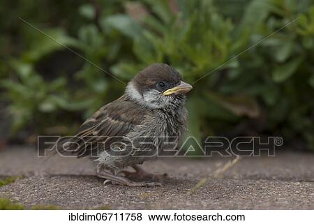 House sparrow (Passer domesticus) Young bird, North Rhine-Westphalia, Germany, Europe View Large Photo Image Stock Photo - House sparrow (Passer domesticus) Young bird, North Rhine-Westphalia, Germany, Europe. Fotosearch