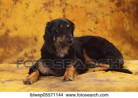 Picture - Hovawart, bitch, black-brands, 17 months. Fotosearch