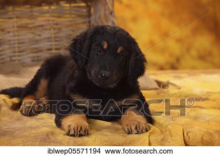 Picture - Hovawart, puppy, black-brands, 8 weeks. Fotosearch