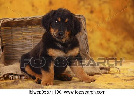 Stock Image - Hovawart, puppy, black-brands, 8 weeks. Fotosearch