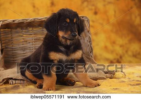 Hovawart, puppy, black-brands, 8 weeks View Large Photo Image Stock Image - Hovawart, puppy, black-brands, 8 weeks. Fotosearch
