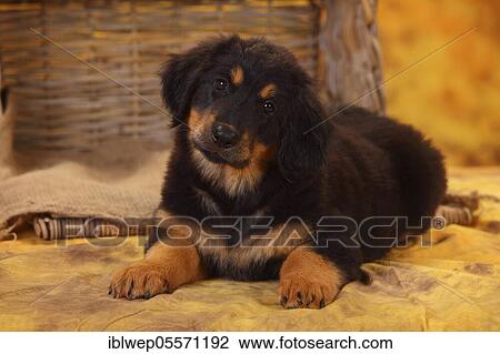 Hovawart, puppy, black-brands, 8 weeks View Large Photo Image Stock Image - Hovawart, puppy, black-brands, 8 weeks. Fotosearch