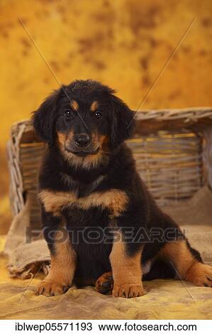Hovawart, puppy, black-brands, 8 weeks View Large Photo Image Stock Image - Hovawart, puppy, black-brands, 8 weeks. Fotosearch