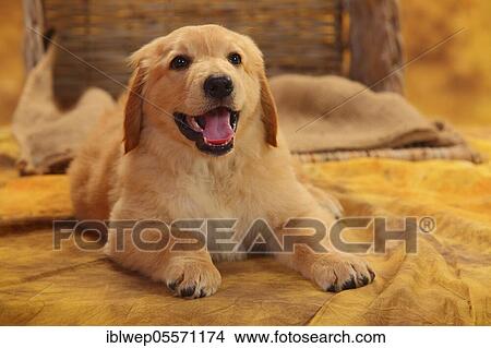 Picture - Hovawart, puppy, blond, 8 weeks. Fotosearch