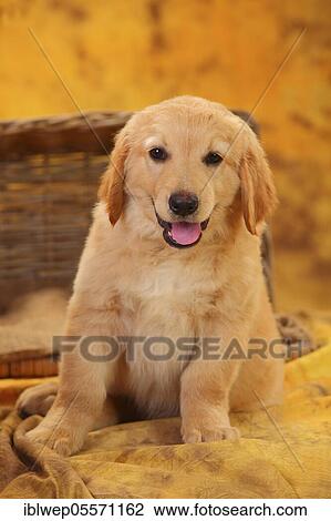 Stock Image - Hovawart, puppy, blond, 8 weeks. Fotosearch