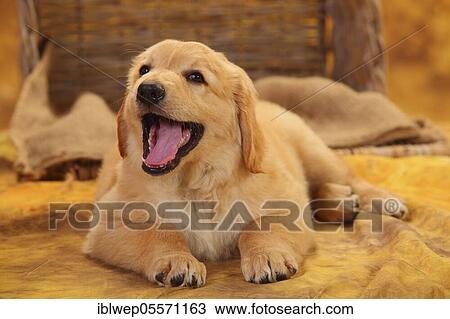 Stock Image - Hovawart, puppy, blond, 8 weeks. Fotosearch