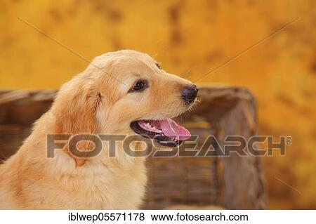 Stock Photo - Hovawart, puppy, blond, 8 weeks. Fotosearch