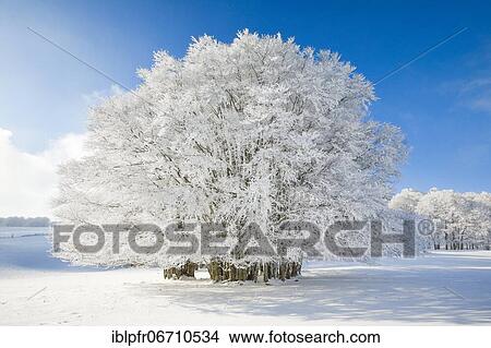 Picture - Huge beech tree covered with deep snow under blue sky in Neuchâtel Jura, Switzerland, Europe. Fotosearch