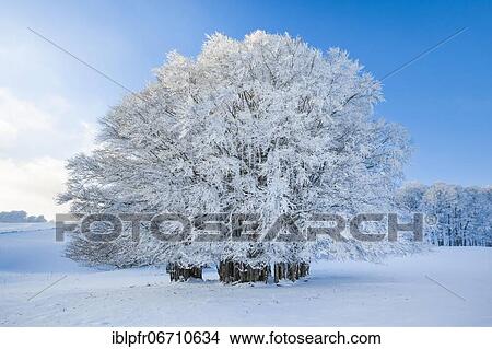 Huge beech tree covered with deep snow under blue sky in Neuchâtel Jura, Switzerland, Europe View Large Photo Image Picture - Huge beech tree covered with deep snow under blue sky in Neuchâtel Jura, Switzerland, Europe. Fotosearch