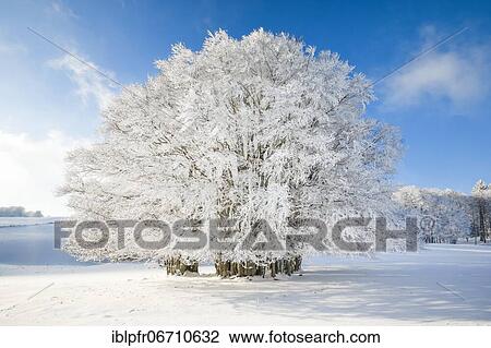 Stock Image - Huge beech tree covered with deep snow under blue sky in Neuchâtel Jura, Switzerland, Europe. Fotosearch