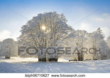 Huge beech tree covered with deep snow and fog in Neuchâtel Jura, Switzerland, Europe View Large Photo Image Stock Photo - Huge beech tree covered with deep snow and fog in Neuchâtel Jura, Switzerland, Europe. Fotosearch
