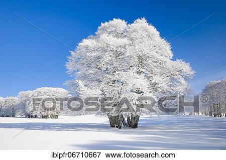 Stock Photo - Huge beech tree covered with deep snow under blue sky in Neuchâtel Jura, Switzerland, Europe. Fotosearch