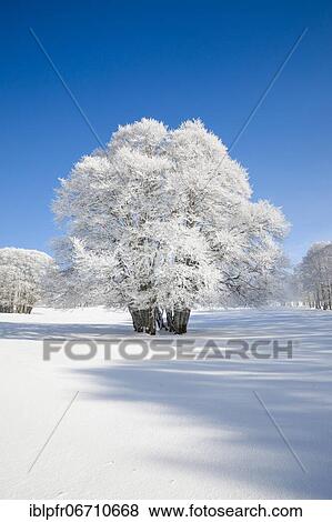 Huge beech tree covered with deep snow under blue sky in Neuchâtel Jura, Switzerland, Europe View Large Photo Image Stock Photo - Huge beech tree covered with deep snow under blue sky in Neuchâtel Jura, Switzerland, Europe. Fotosearch