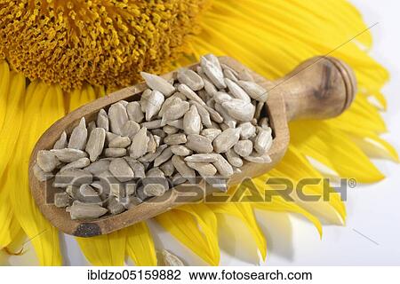 Hulled sunflower seeds (Helianthus annuus), sunflower View Large Photo Image Stock Image - Hulled sunflower seeds (Helianthus annuus), sunflower. Fotosearch