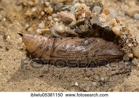 Stock Image - Hummingbird hawk-moth (Macroglossum stellatarum), pupa, pupal case. Fotosearch