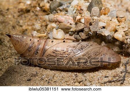 Stock Image - Hummingbird hawk-moth (Macroglossum stellatarum), pupa, pupal case. Fotosearch