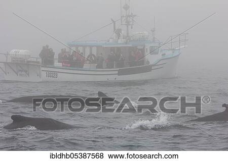Humpback whale (Megaptera novaeangliae), Whale Watching, Brie, Iceland, Canada, Europe View Large Photo Image Stock Photo - Humpback whale (Megaptera novaeangliae), Whale Watching, Brie, Iceland, Canada, Europe. Fotosearch